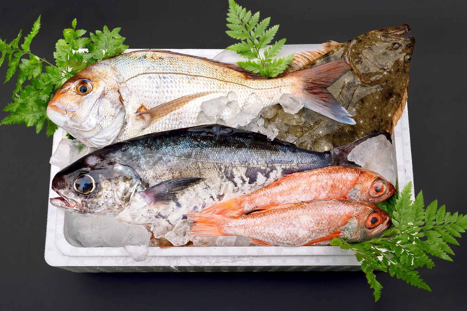 【お試し】銚子おさかなBOX