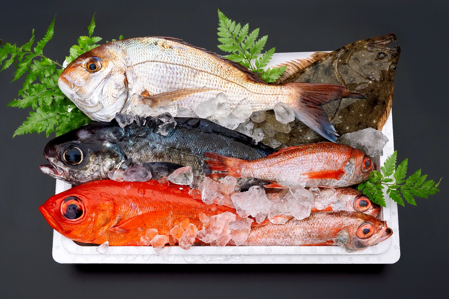 銚子おさかなBOX